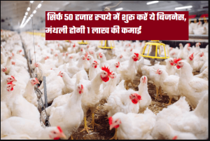 Best Poultry Farming Business : सिर्फ 50 हजार रुपये में शुरू करें ये बिजनेस, मंथली होगी 1 लाख की कमाई