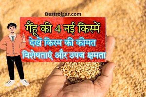 WHEAT VARIETY: गेहूं की यह 4 किस्में देगी बंपर पैदावार, कंपनियां ले रही 100 क्विंटल अधिक पैदावार की ग्यारंटी