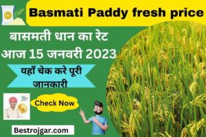 Basmati Paddy fresh price:- बासमती धान का रेट आज 18 जनवरी 2023