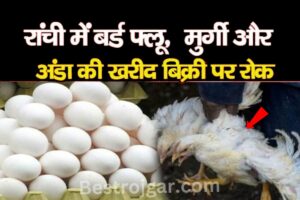 Sale chicken and egg:- रांची में बर्ड फ्लू, चिकन और अंडे की बिक्री पर रोक