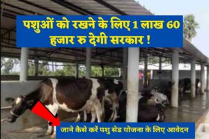 Animal Shed scheme:- 1 लाख 60 हजार रुपये! जानिए कैसे करें पशु बीज योजना के लिए आवेदन