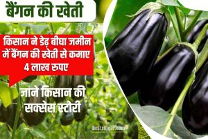 Success Story of farmer : किसान ने डेढ़ बीघा जमीन में बैंगन की खेती से कमाए 4 लाख रुपए , जाने कैसे किया ?