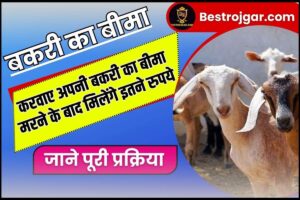 Bakri ka Bima Kaise Hota Hai 2023 : बकरी का बीमा कैसे होता है?, मरने पर मिलेगे इतने रुपये, जाने पूरी जानकारी