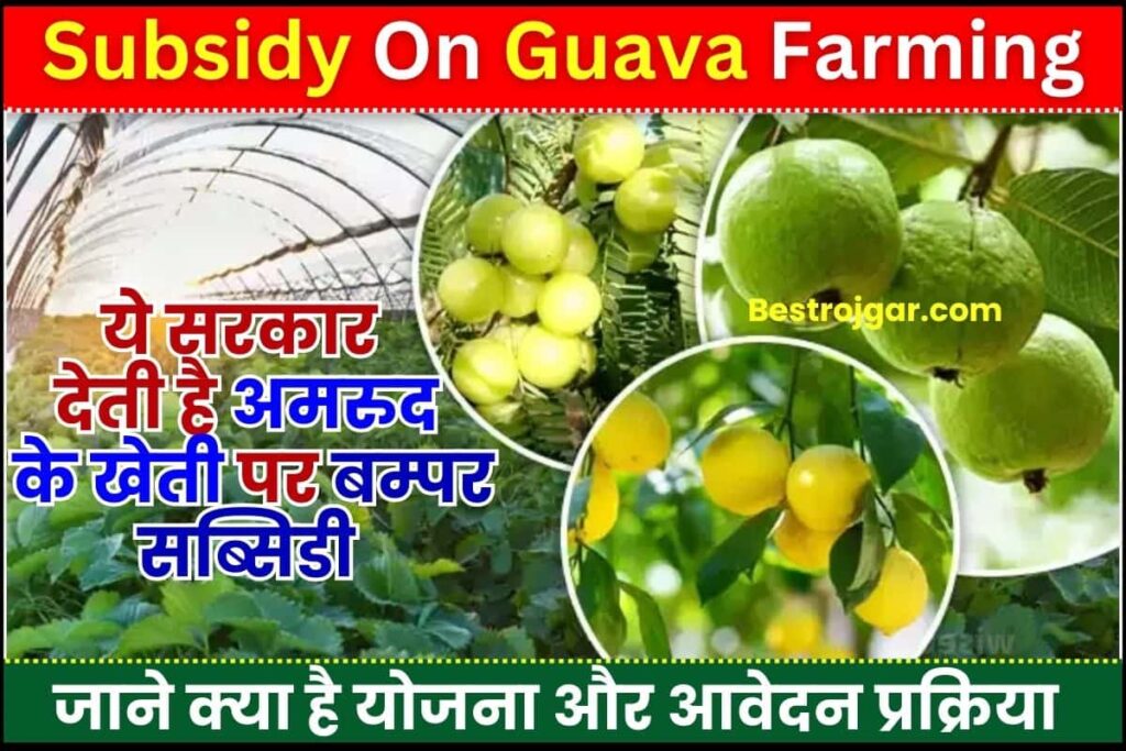 Subsidy On Guava Farming