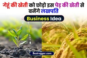 New Business Ideas 2023: गेहूं की खेती को छोड़ो इस पेड़ की खेती करे ,तुरंत होगा मुनाफा ,पूरी जानकारी यहाँ