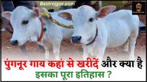 How to Buy Punganur Cow 2024 : पुंगनूर गाय कहां से खरीदें और क्या है इसका पूरा इतिहास ?जाने पूरी जानकारी यहाँ