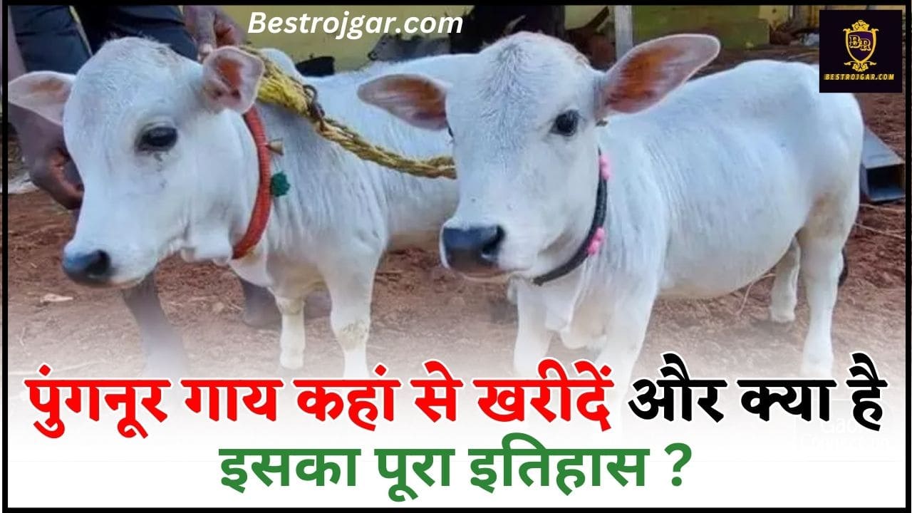 How to Buy Punganur Cow 2024