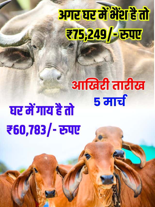 सरकार का नया फैसला घर में गाय है तो 60,783 रु और भैंस है तो 75,249 रुपये पाएं केवल 5 मार्च तक