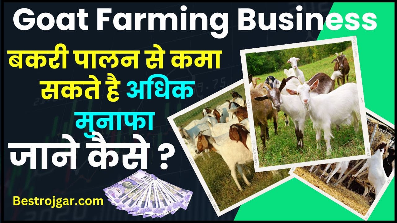 Goat Farming Business